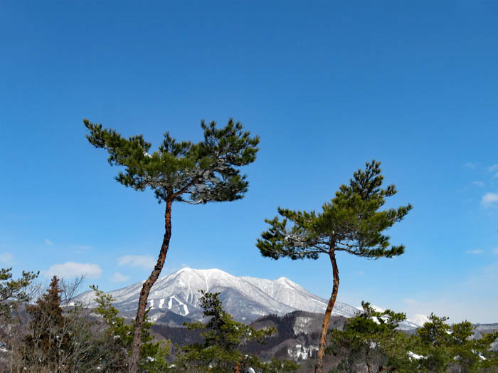 photo：雪の中からヤマツツジ蕾：地附山