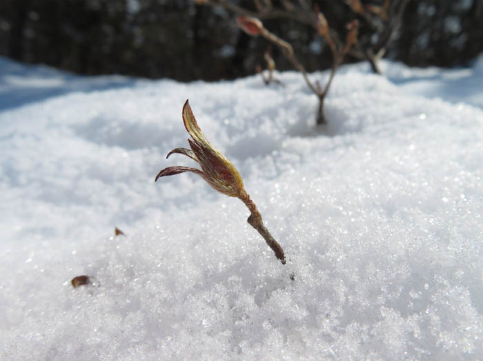 photo：雪の中からヤマツツジ蕾：地附山