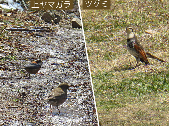 photo：ヤマガラ,ツグミ：戸倉群生地