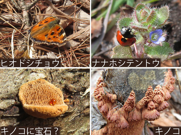 photo：ヒオドシチョウなど：頼朝山