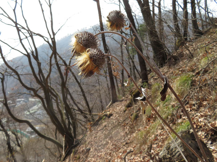 photo：オヤマボクチ実：頼朝山