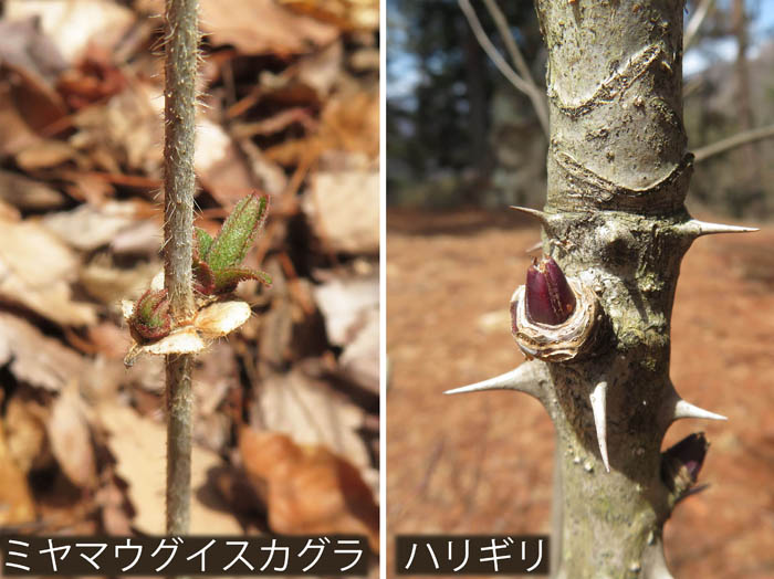 photo：ミヤマウグイスカグラ,ハリギリ：頼朝山