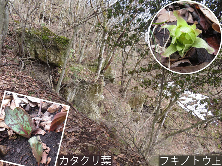 photo：カタクリ葉：髻山山頂直下南斜面