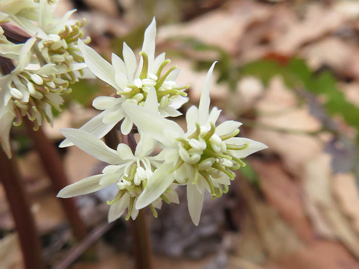 photo：全体がクリーム色の花セリバオウレン