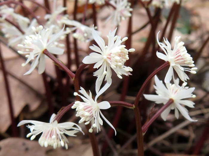 photo：セリバオウレン雄花