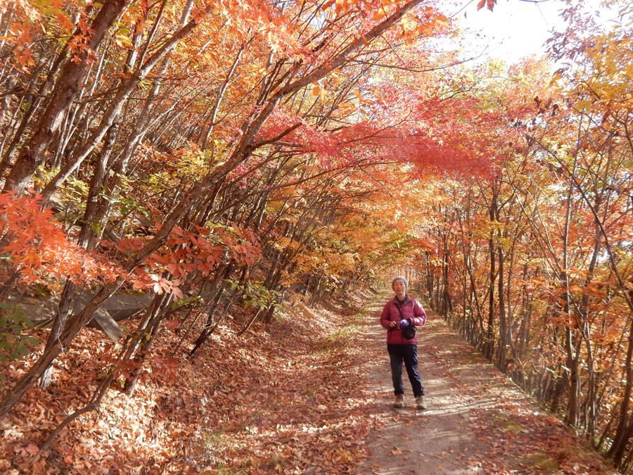 photo・裏山の紅葉