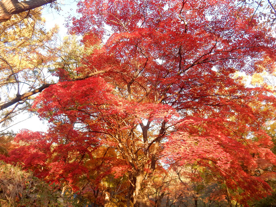 photo・長野市小丸山公園