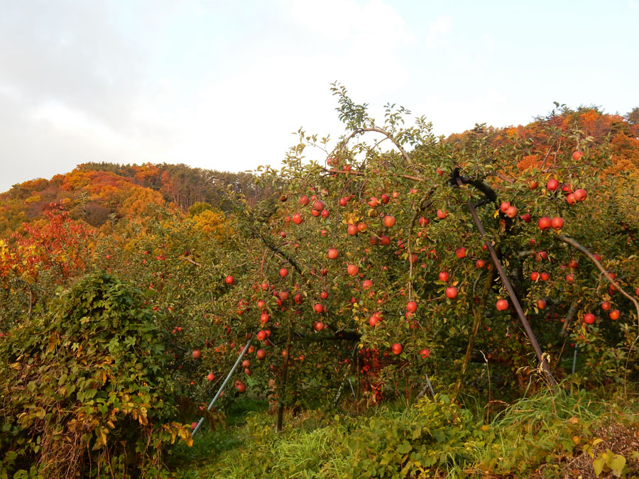 photo・裏山の紅葉