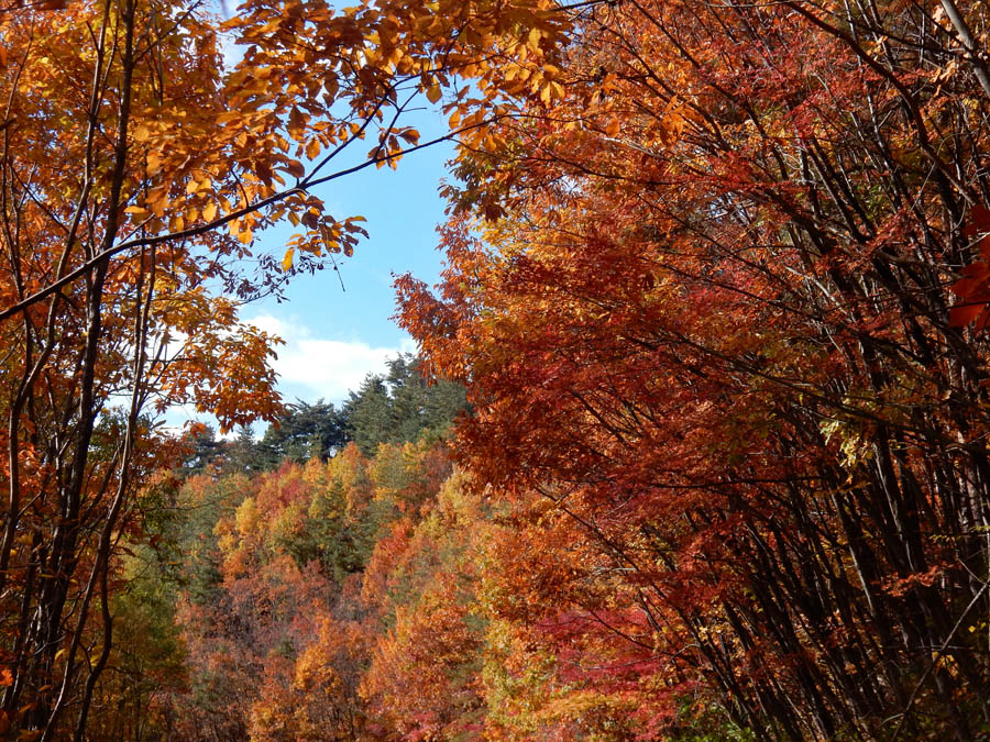 photo・裏山の紅葉