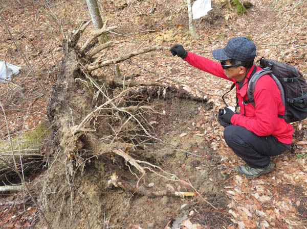 photo：根っこごと倒れている大木：大峰山