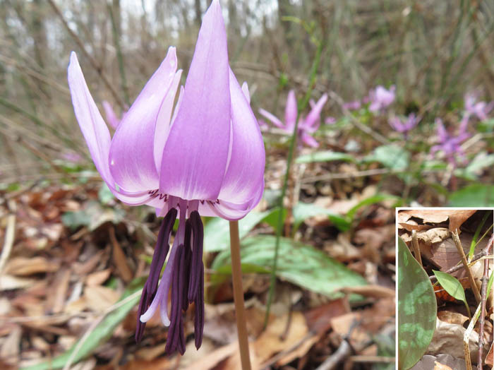 photo：花びらが８枚の花と、まだ小さな葉：旭山山麓