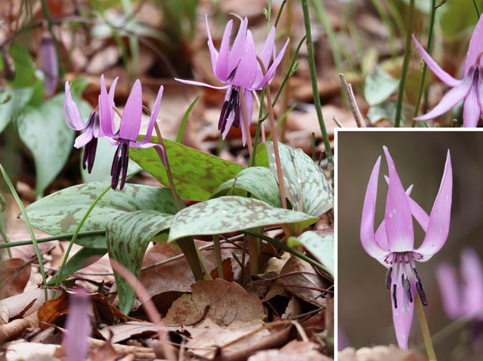 photo：下から覗くと桜のような形の線が：旭山山麓