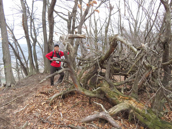 photo：木のオブジェ、山頂近くで：八王子山