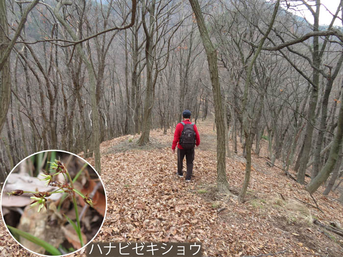 photo：ハナビゼキショウ：八王子山