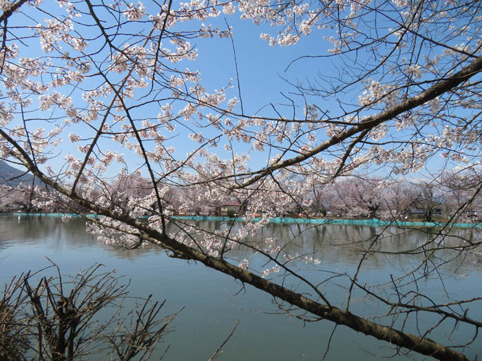 江戸彼岸桜：須坂市臥竜公園