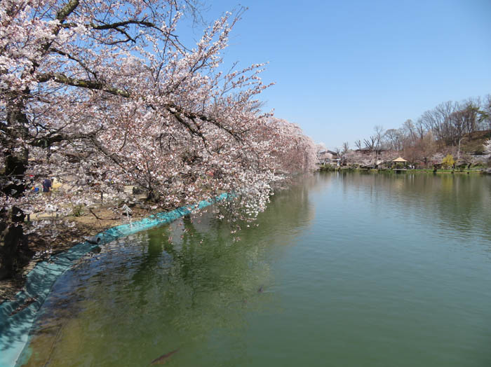 竜が池：須坂市臥竜公園