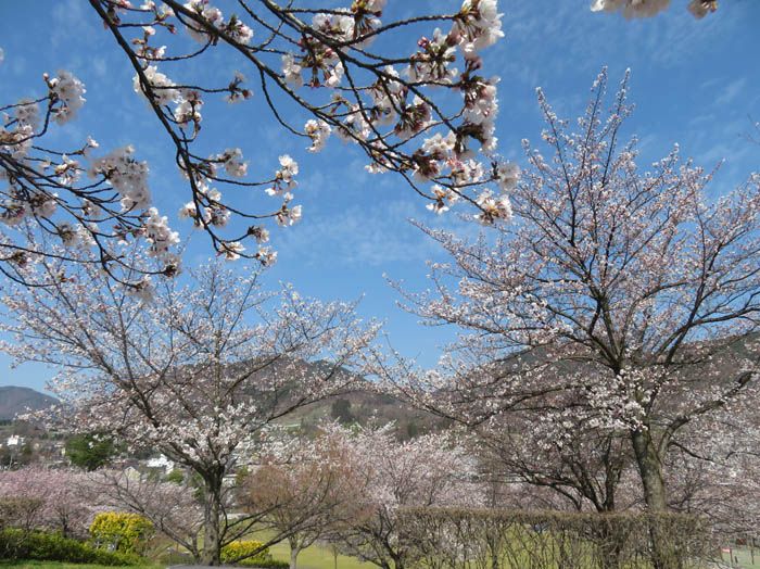 桜：長野市城山公園