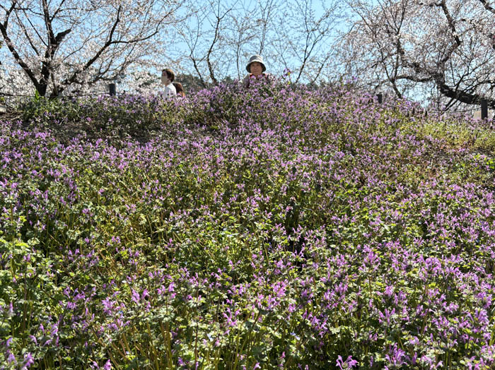 ホトケノザ：須坂市臥竜公園