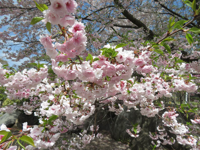 センダイヨシノ：臥竜公園