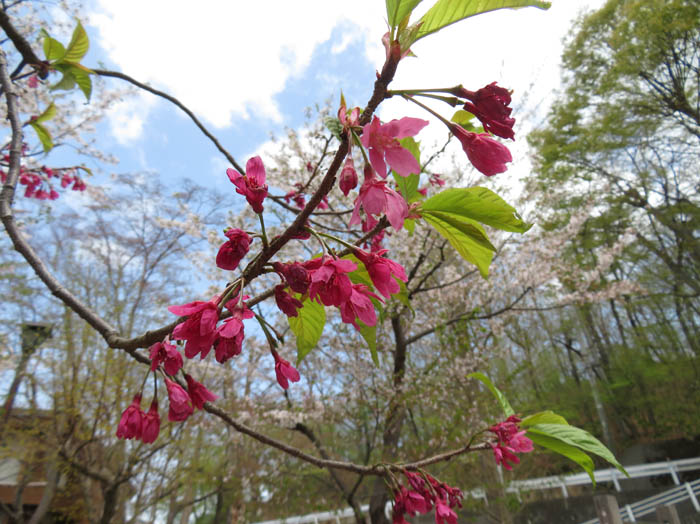 カンヒザクラ：臥竜公園