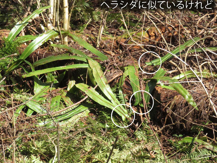 photo：ヘラシダに似ている：姫川源