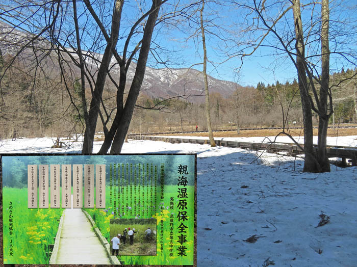 photo：まだ雪の親海湿原