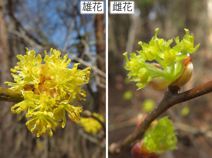 photo：ダンコウバイ雄花と雌花