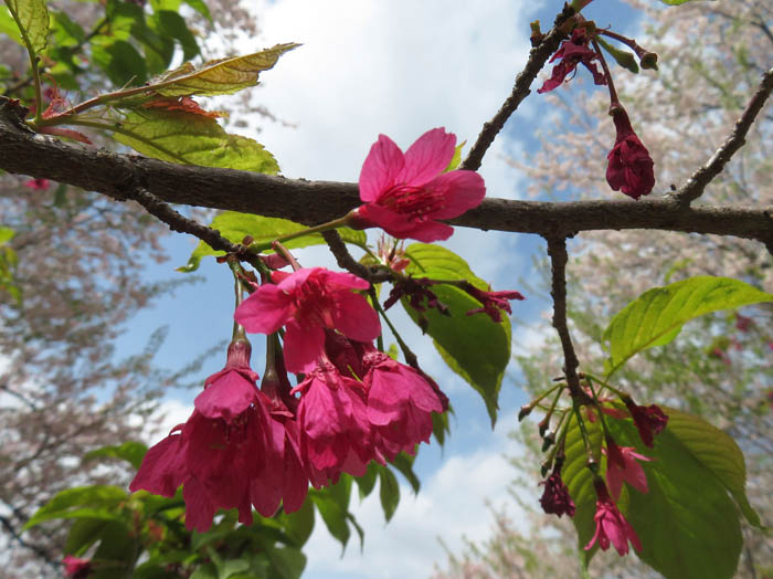 photo：カンヒザクラ（寒緋桜）：臥竜山