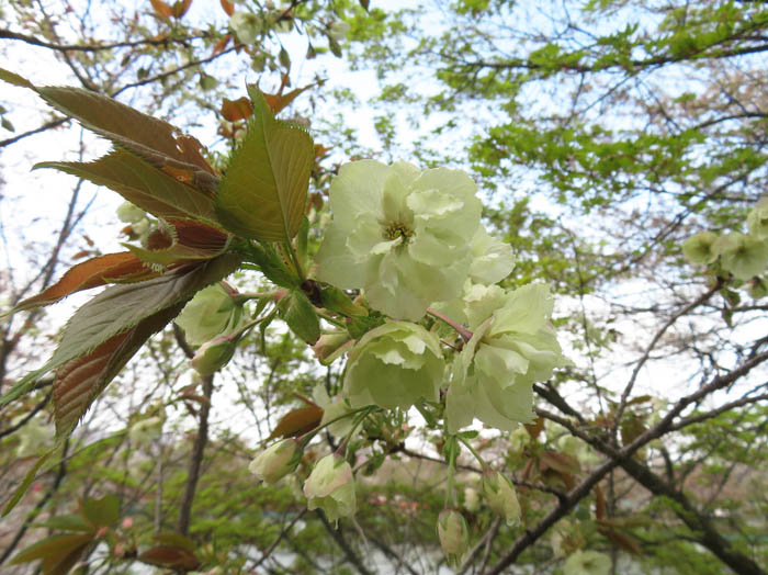 photo：ソノサトキザクラ（園里黄桜）：臥竜山