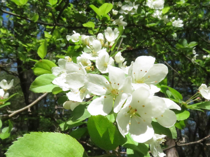 ズミの花・陣場平