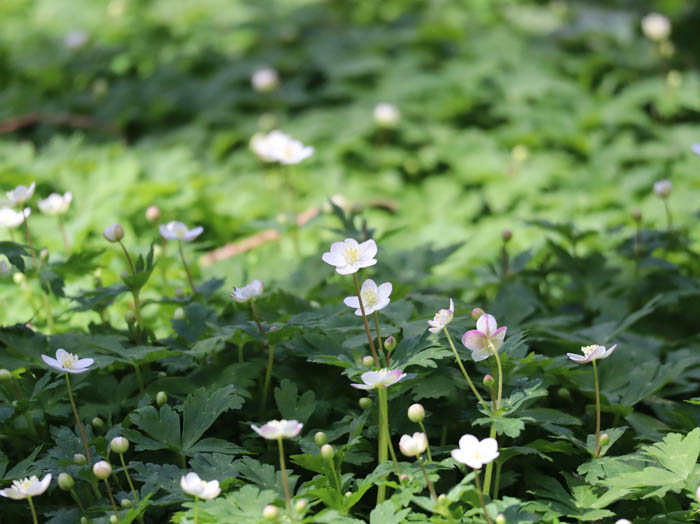 リュウキンカ・むれ水芭蕉園