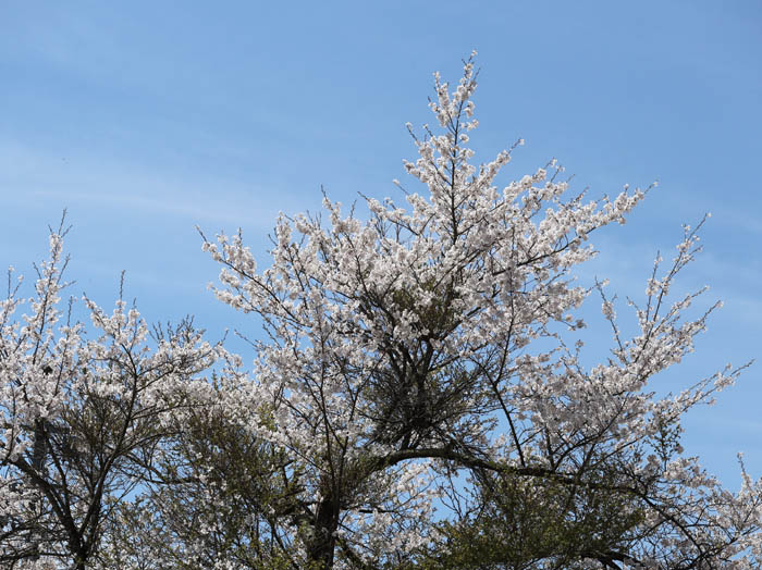桜の花・むれ水芭蕉園