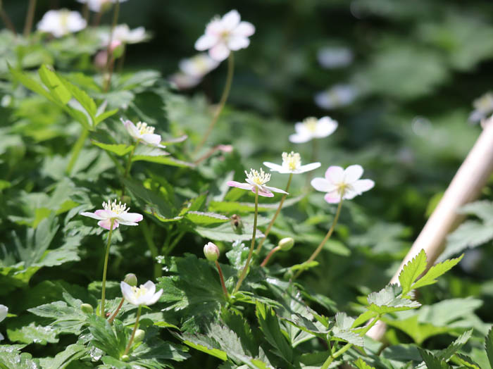 リュウキンカ・むれ水芭蕉園