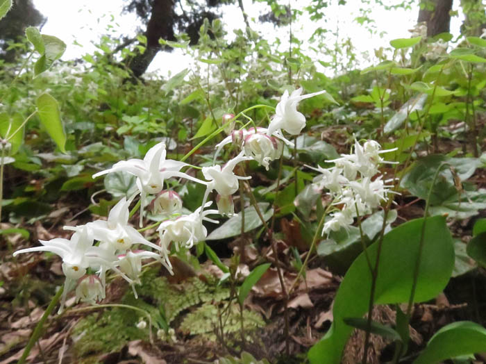 photo：トキワイカリソウ：城山