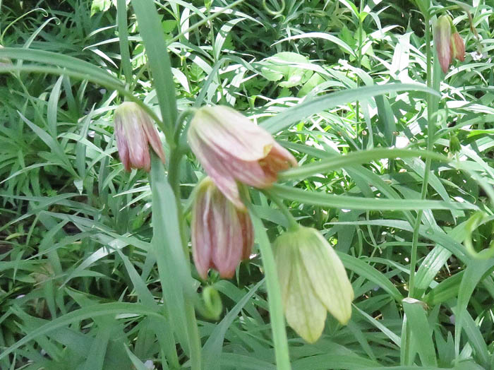 photo：バイモの花：陣場平