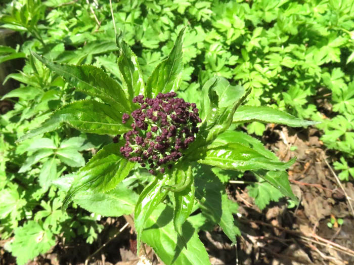 ニワトコ・むれ水芭蕉園