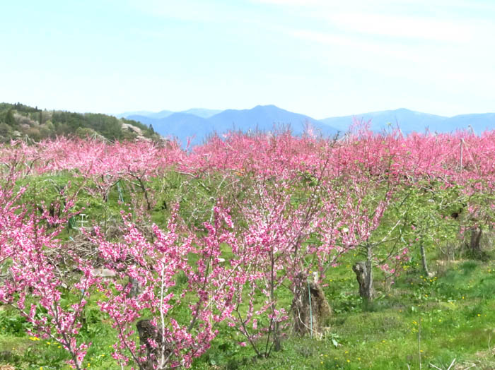 桃の花・飯綱町