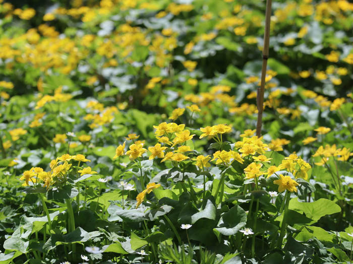 photo：リュウキンカ：むれ水芭蕉園 
