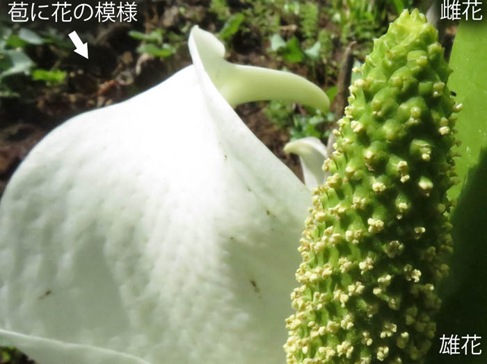 photo：水芭蕉の花：むれ水芭蕉園 