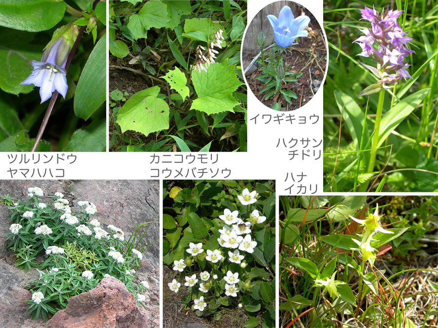 photo：八甲田山の花2,ツルリンドウ,カニコウモリ,イワギキョウ,ハクサンチドリ,ヤマハハコ,コウメバチソウ,ハナイカリ