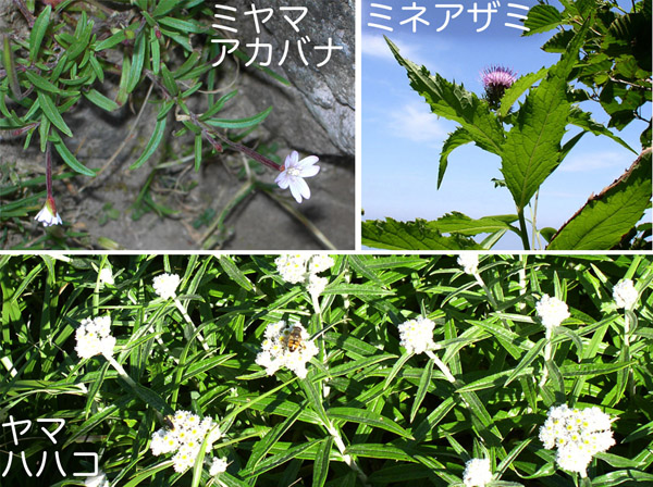 photo：岩木山の花,ミヤマアカバナ,ヤマハハコ,ミネアザミ