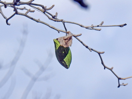 photo：ウスタビガの繭