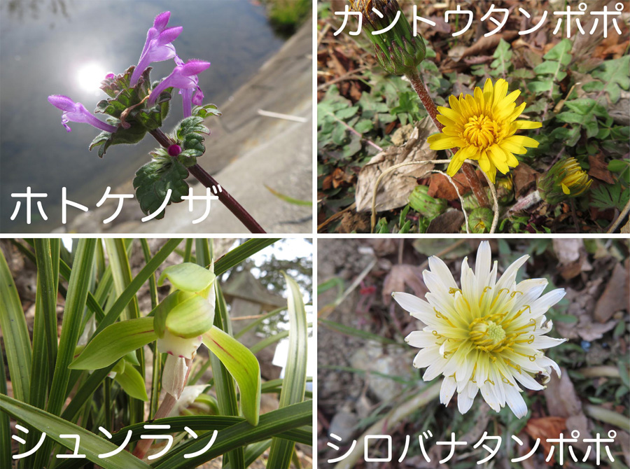 photo：ホトケノザ,カントウタンポポ,シュンラン,シロバナタンポポ・神成山