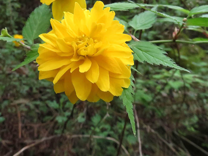 photo：ヤエヤマブキ：地附山 