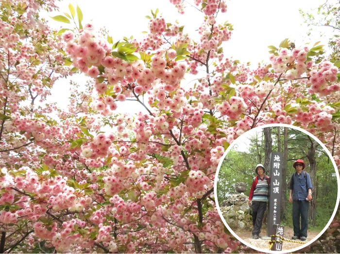photo：八重桜が満開：地附山 