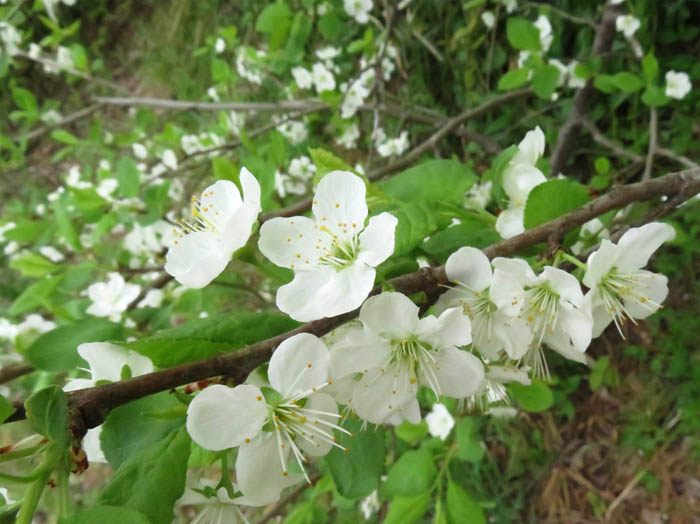photo：プルーンの花：地附山 