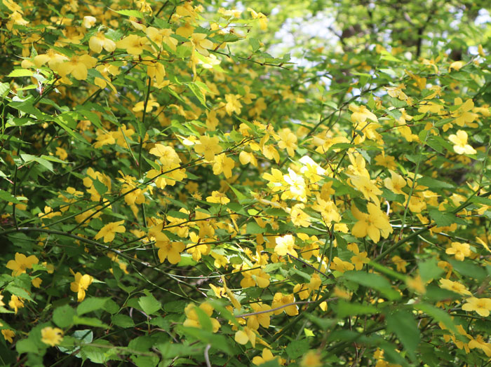 photo：ヤマブキ：大峰山 