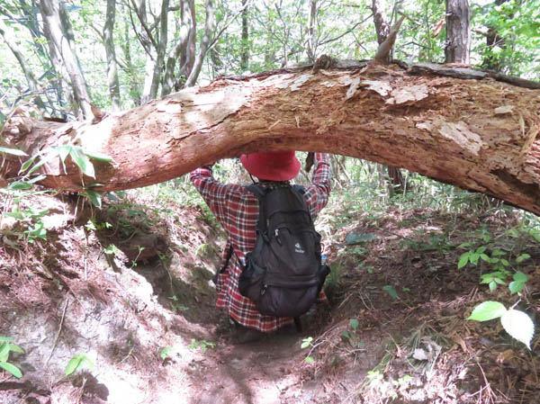 photo：こんなところもあった：大峰山 