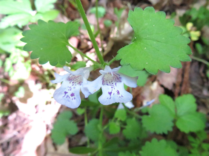 photo：カキドオシ：葛山 
