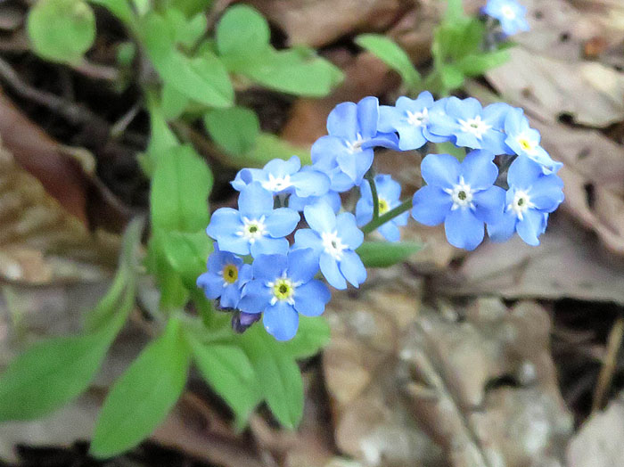 photo：ワスレナグサ：葛山 